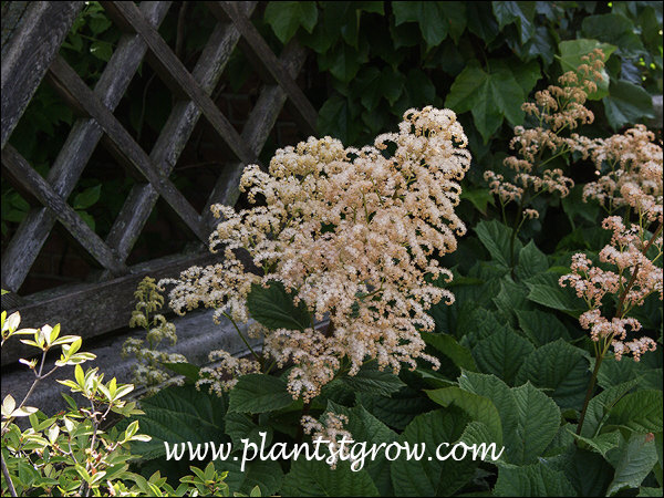 panicle of pink apetalous flowers